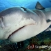 shark_tiger_ft_lbb_h_3569_bah4240.jpg